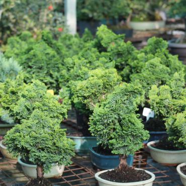 Le faux cyprès en bonsaï : guide complet de culture