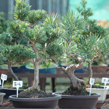 Guide de culture du Podocarpus en bonsaï : Le Pin des Bouddhistes