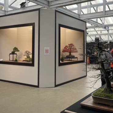 Le lexique japonais du bonsaï : vocabulaire, styles et tailles