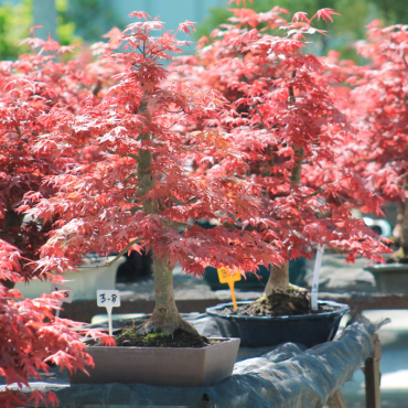 Deshojo Maple : A Complete Guide to Bonsai Cultivation