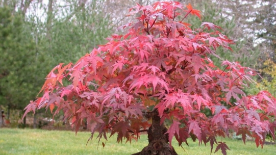 Which bonsai is beautiful all year round?