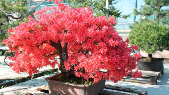 Azaleas are in bloom!