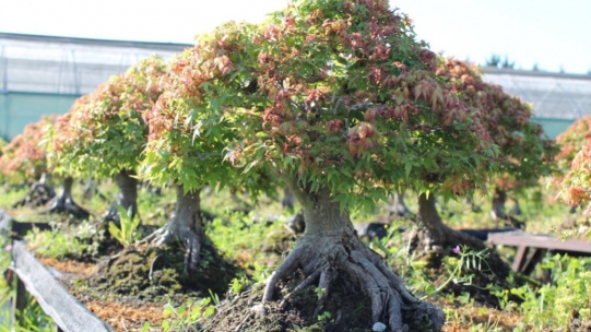 Spring and the awakening of the bonsai nursery