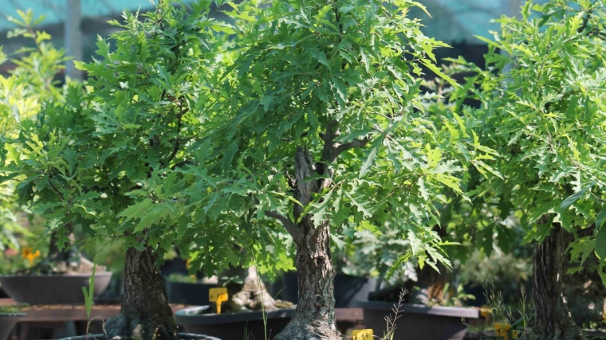 Le chêne en bonsai : le guide complet