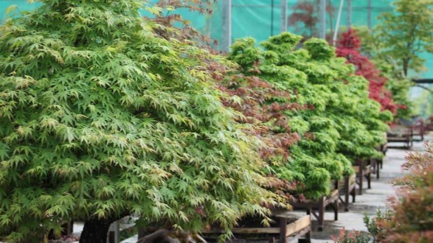 Everything you need to know about Japanese maple trees in bonsai