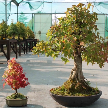 Bonsai Burger Maple (Acer Buergerianum)