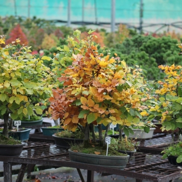 Bonsai with local trees: hornbeam, beech, oak...