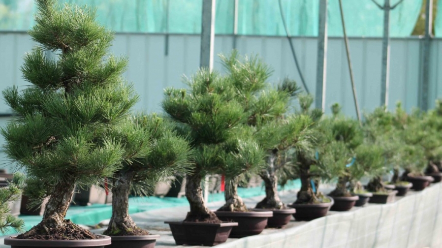 Japanese Black Pine: The Complete Guide
