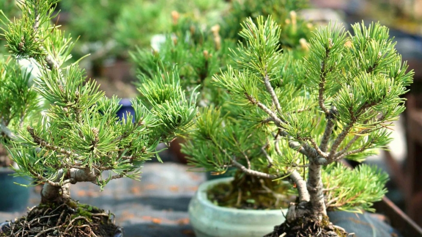 Mugo Bonsai Pine: The Complete Guide