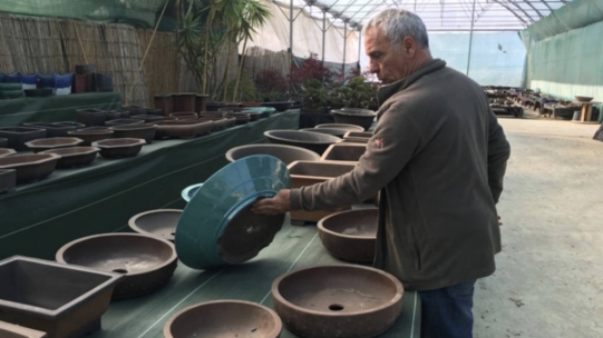 How to choose bonsai pottery?