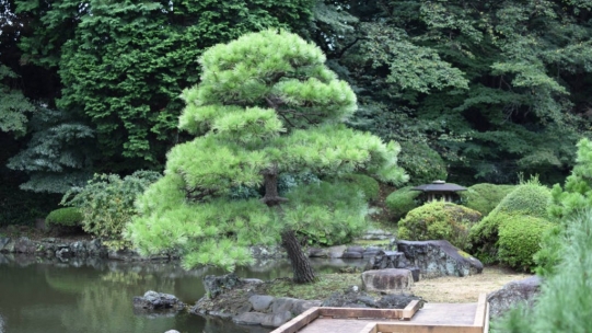 Niwaki, Japanese-style pruned garden trees