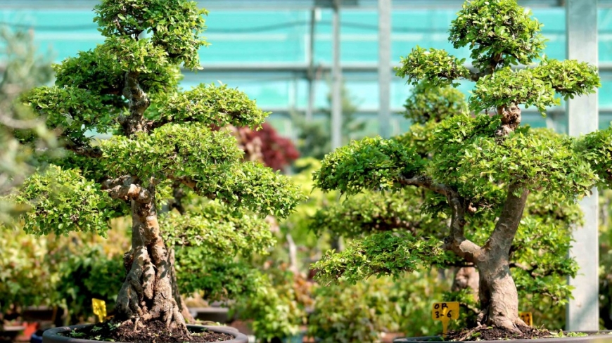 Chinese elm bonsai: the complete guide