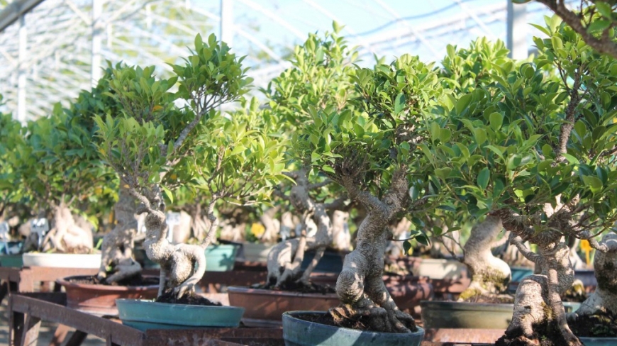 Ficus in Bonsai: The Complete Guide