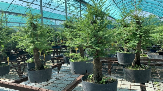 Metasequoia in Bonsai: A Complete Guide