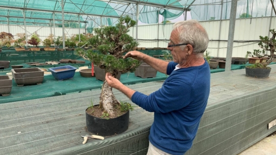 How to choose a bonsai? Pre-purchase advice
