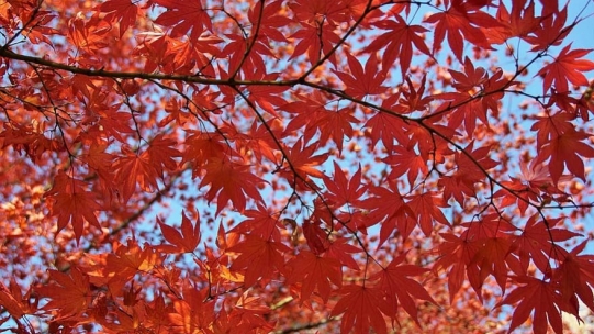 How to protect your bonsai during the summer (and heat waves)?