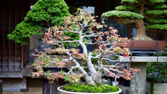 Is bonsai an art?