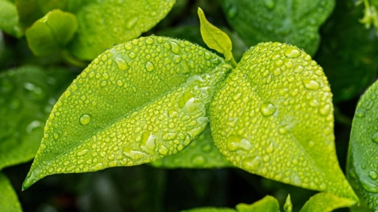 Can you water the leaves of a bonsai?