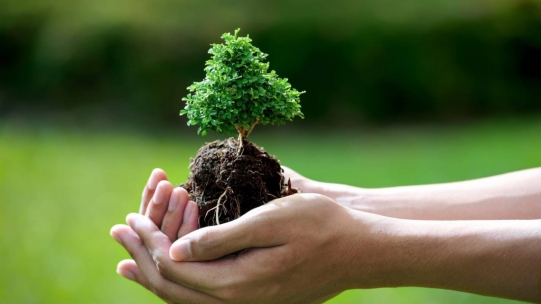 How long does it take to make a bonsai?