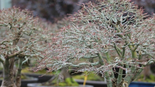 Why does a bonsai lose its leaves?