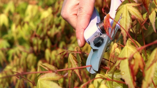 Why and how to prune a bonsai?