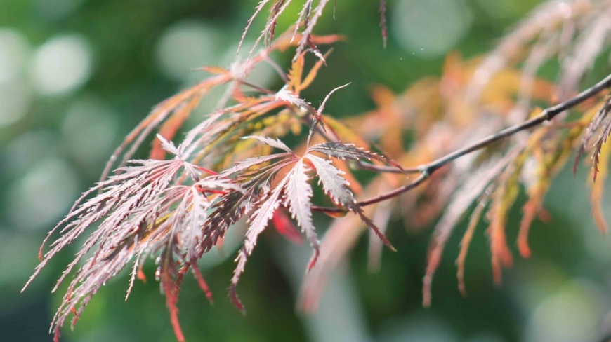 How do you prune a Japanese maple?