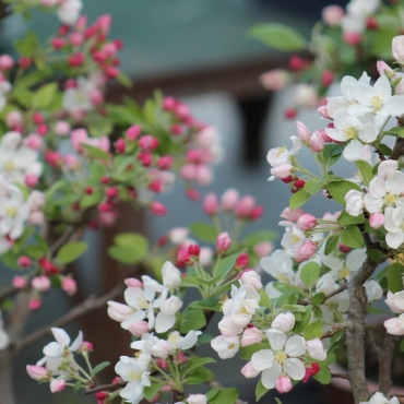 Bonsai apple tree: how to choose and grow it
