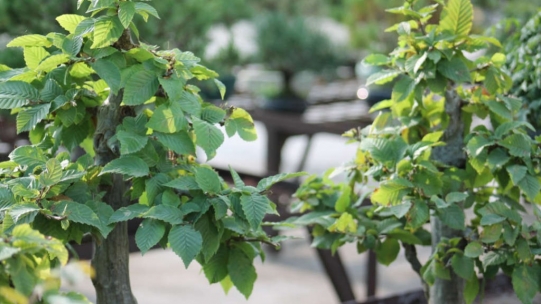 Le charme en bonsai : fiche d’entretien pratique