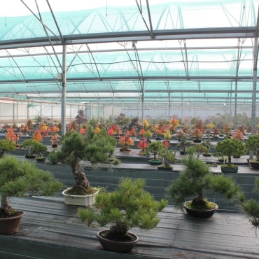 Which outdoor bonsai to choose?