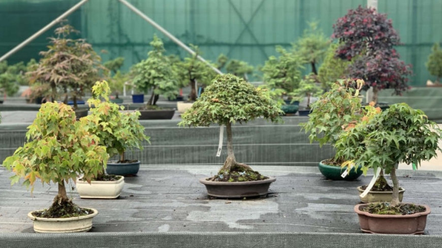 Which outdoor bonsai to choose?