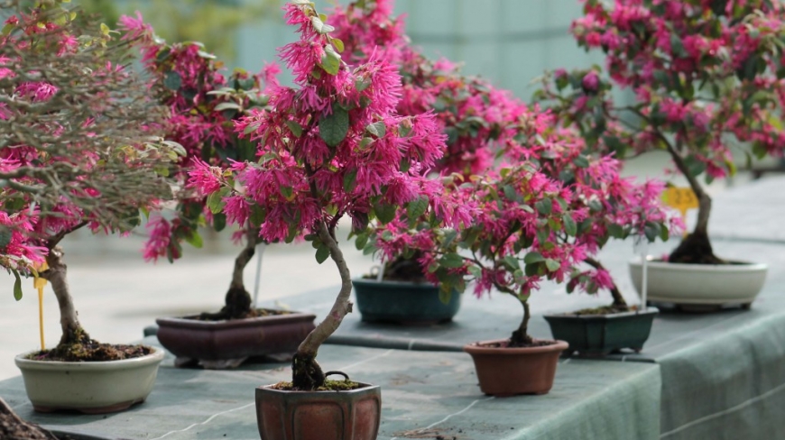 Loropetabulum bonsai: practical care sheet