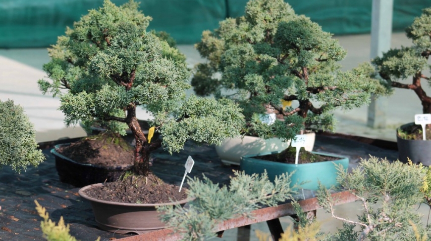 Bonsai juniper, care guide