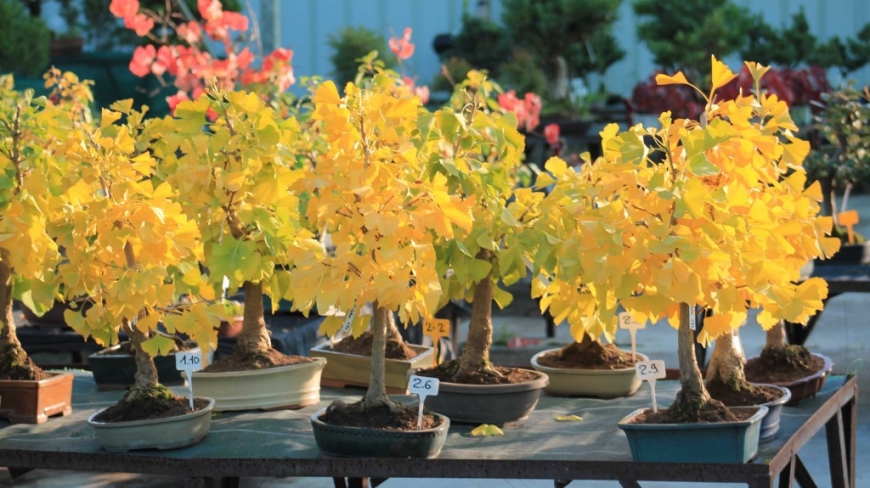 Ginkgo Biloba en bonsai, guide d’entretien