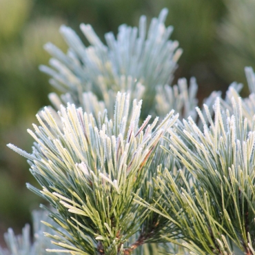 How to protect your bonsai during the winter