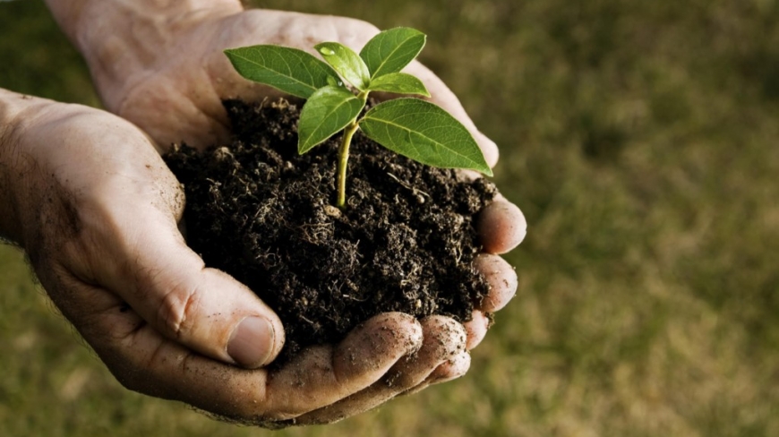 How do you create a bonsai from seed?