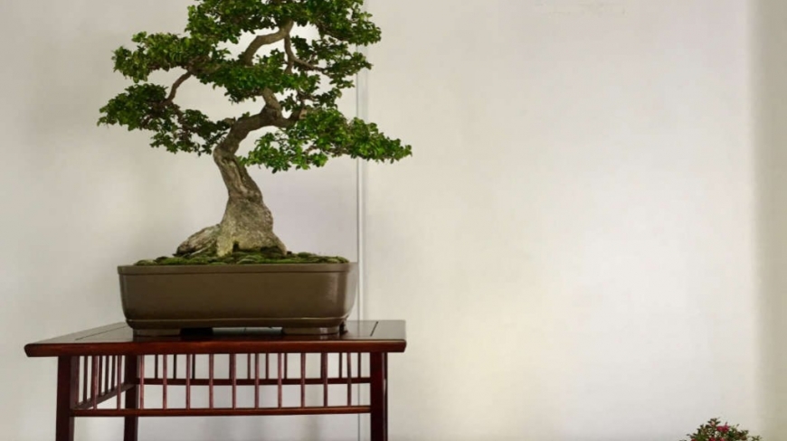 Are bonsai trees tortured?