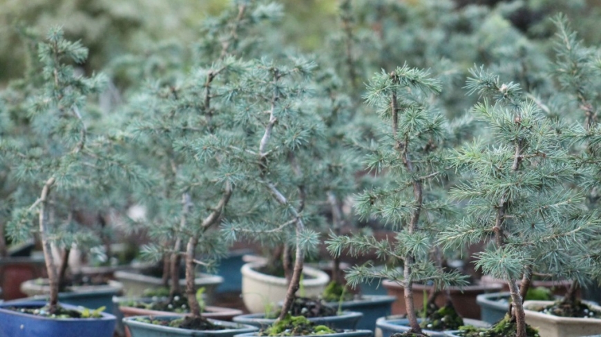 Cedar in bonsai, maintenance guide