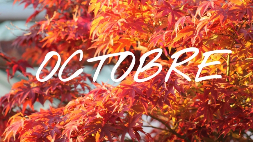 What to do on our bonsai trees in October?