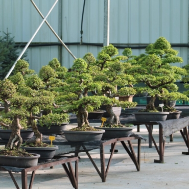 How to buy your first bonsai?