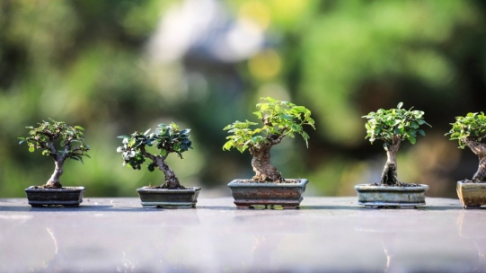 How to buy your first bonsai?