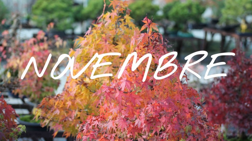 What to do on our bonsai trees in November?