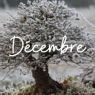 Caring for your bonsai in December
