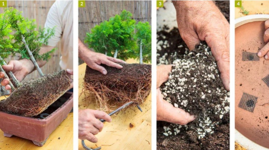 Tout savoir sur le rempotage d'un bonsai