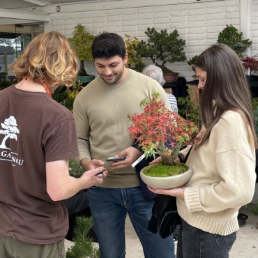 What is the price of a bonsai tree?