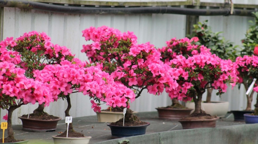Azalea in Bonsai: Cultivate floral elegance in your garden