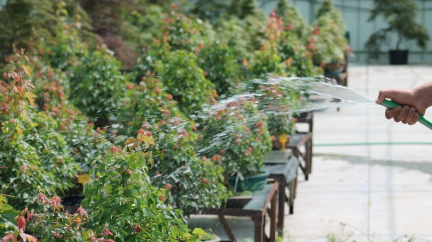 Complete Guide to Watering Bonsai: Tips, Techniques, and Precautions