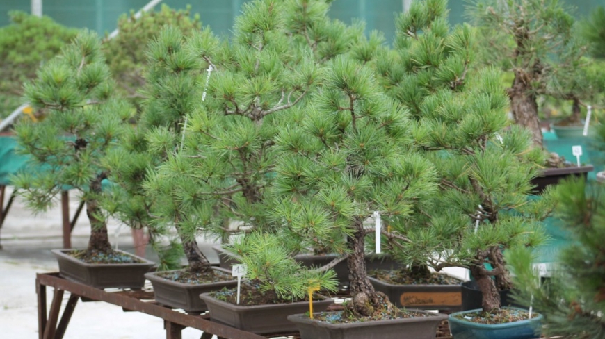 What is the stone pine in bonsai?