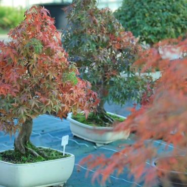 Which maple tree to choose as a bonsai?