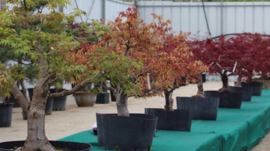 Which maple tree to choose as a bonsai?