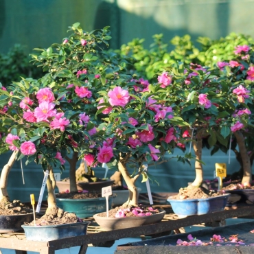 Bonsai Camellia: a flowering shrub with unique charm